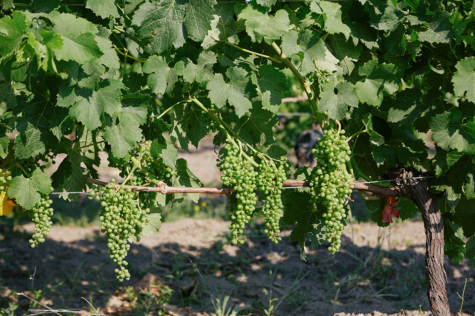 Вино с виноградников из списка всемирного наследия ЮНЕСКО: какое оно и как его делают (фото 2)