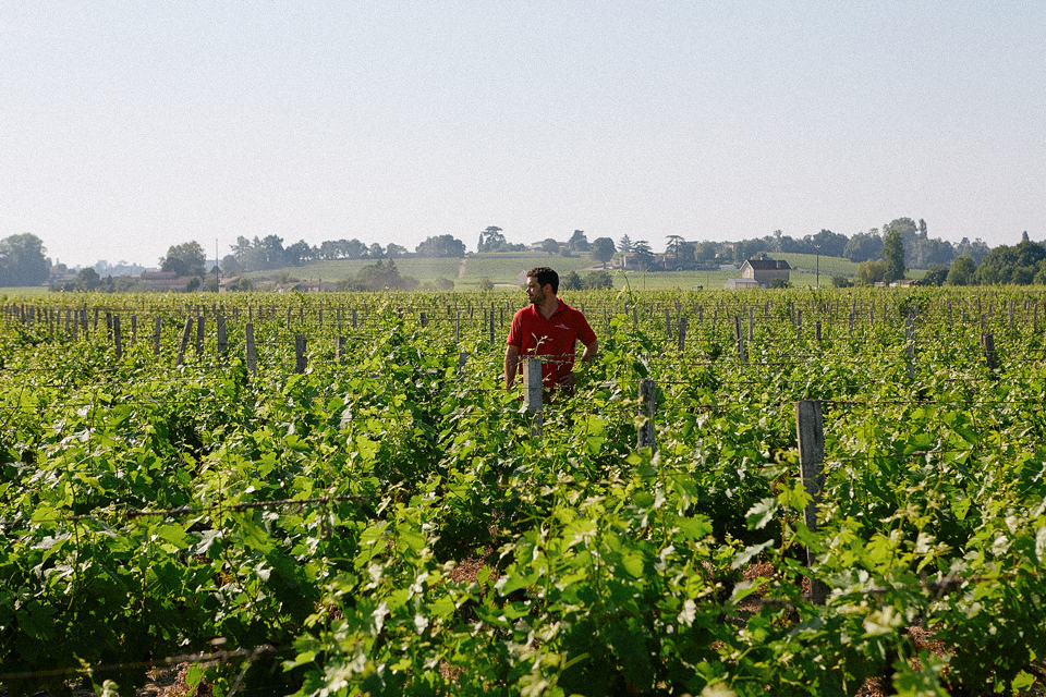 Вино с виноградников из списка всемирного наследия ЮНЕСКО: какое оно и как его делают (фото 3)