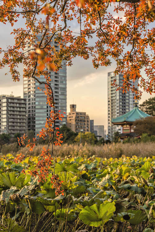 Настоящий васаби и идеальный урбанизм: Вика Газинская — о путешествии по Японии (фото 38)