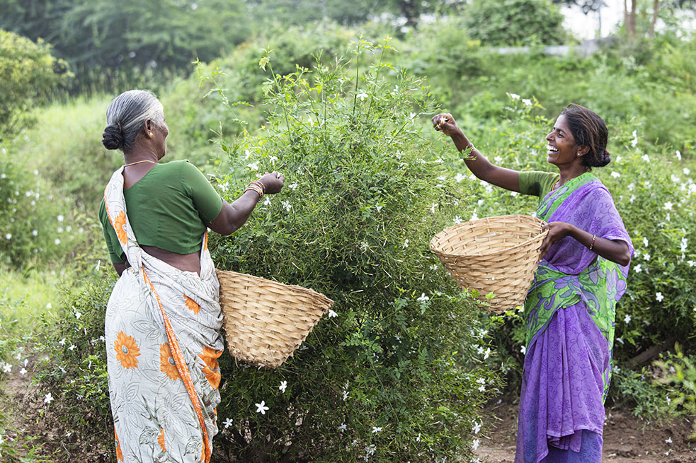 Bvlgari поддержал выращивание жасмина в Индии (фото 2)