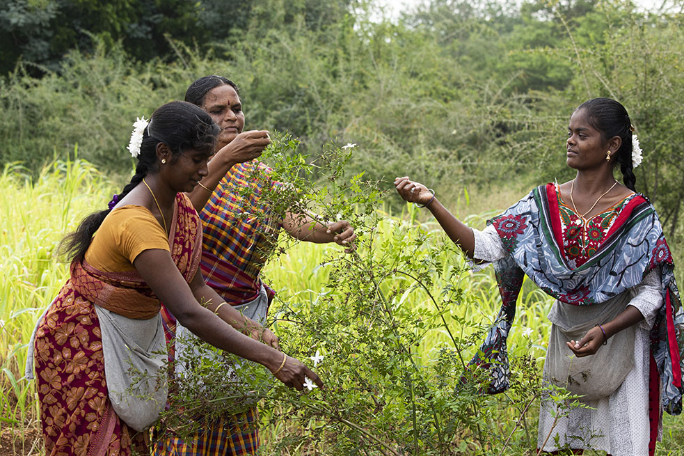 Bvlgari поддержал выращивание жасмина в Индии (фото 3)