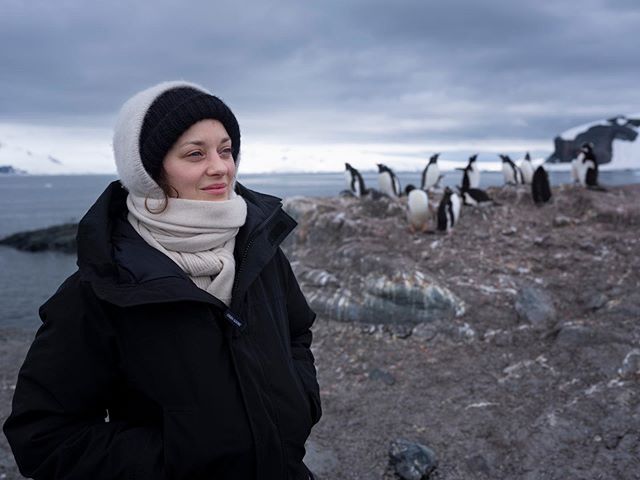 Марион Котийяр показала снимки из экспедиции в Антарктиду вместе с Greenpeace (фото 1)