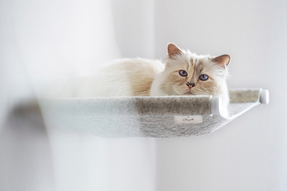 Кошка Карла Лагерфельда сделала коллаборацию с брендом мебели для домашних животных (фото 1)