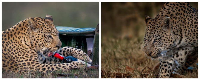 Леопард украл бутылку вина у пары на романтическом сафари-пикнике (фото 1)