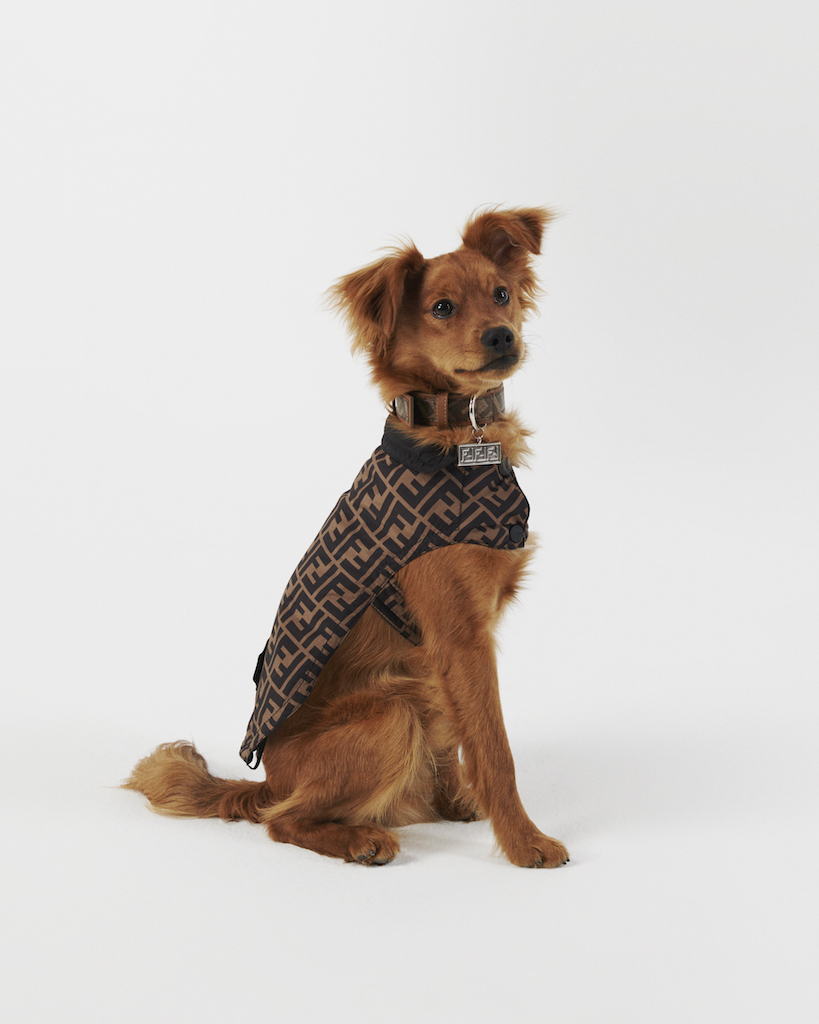 Fendi выпустил ошейники и переноски для собак с монограммами (фото 3)