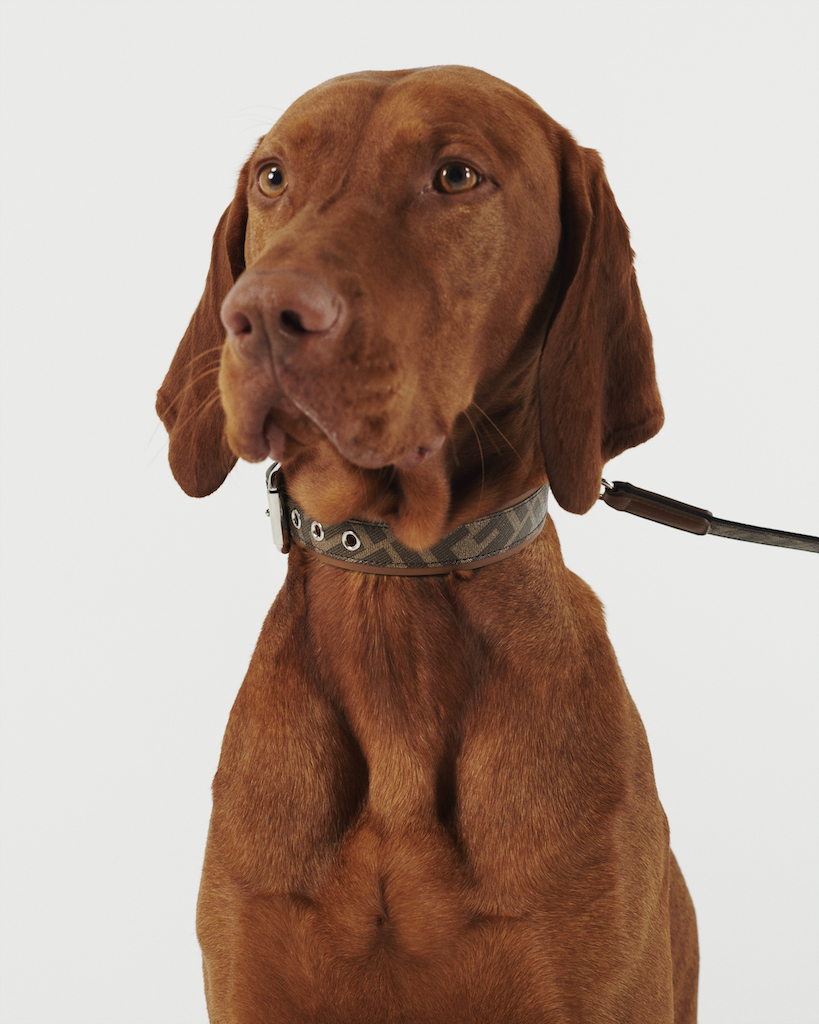 Fendi выпустил ошейники и переноски для собак с монограммами (фото 2)