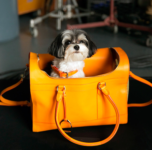 beta sensitive adult dry dog food salmon 14 kg