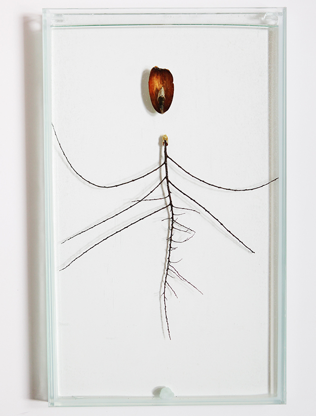 Илья Федотов-Федоров о том, что такое биоарт и почему муравьи — отличные домашние животные (фото 8)