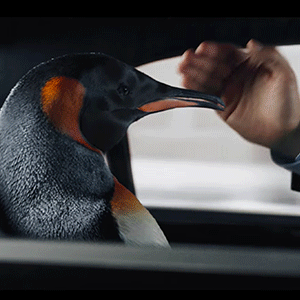 Зачем Иван Ургант пытался встретить Новый год с пингвином