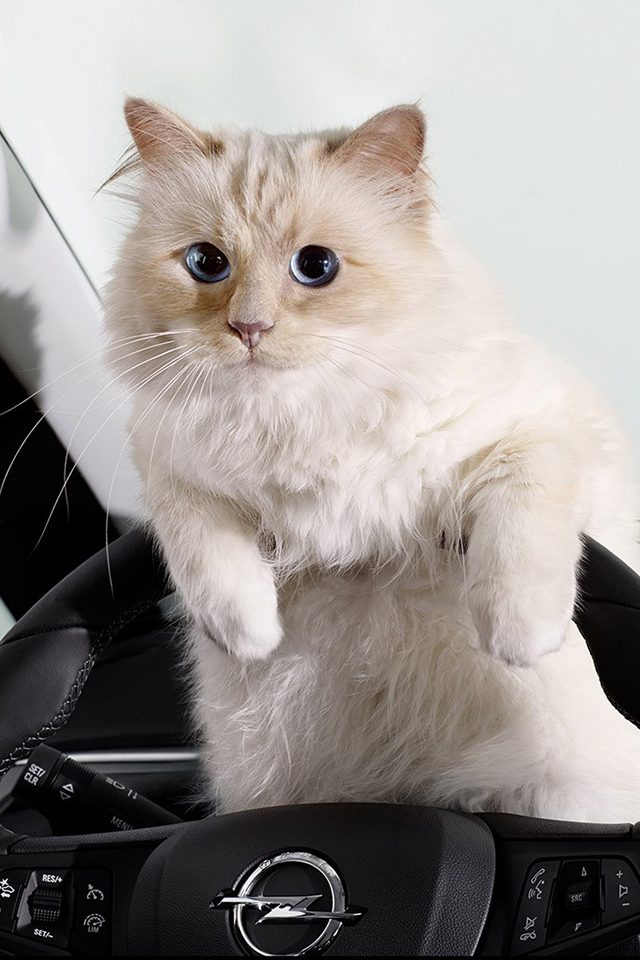 Кошка Карла Лагерфельда теперь рекламирует автомобили (фото 3)
