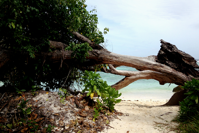 Вечное лето: Сейшельские острова (фото 2)