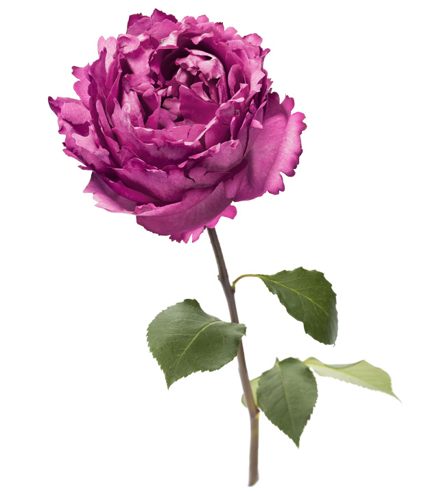 День розы: Piaget отметят праздник своего знакового цветка в ГУМе (фото 1)