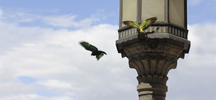 На Венецианской биеннале раскрасили голубей (фото 4)