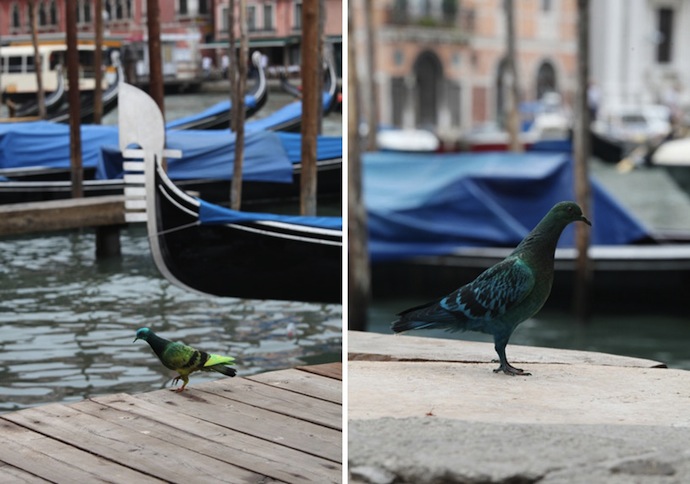 На Венецианской биеннале раскрасили голубей (фото 7)