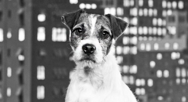 5 самых милых собак, которые победили на Каннском кинофестивале