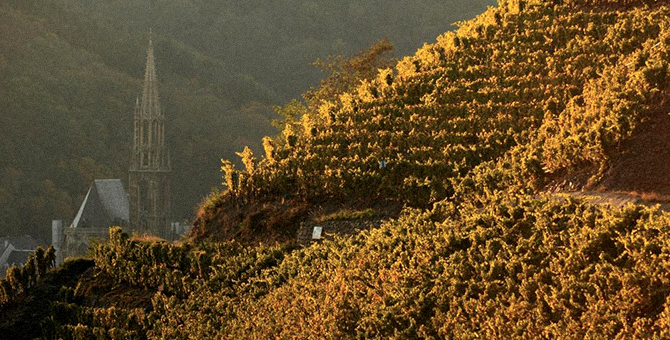 Эльзасская винная республика: эксперты Alianta Group рассказали о виноделии в самобытном регионе на востоке Франции