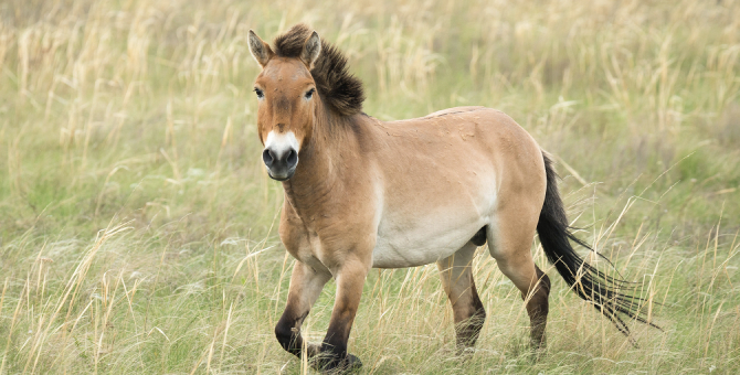 Минприроды отнесло лошадь Пржевальского к вероятно исчезнувшим животным