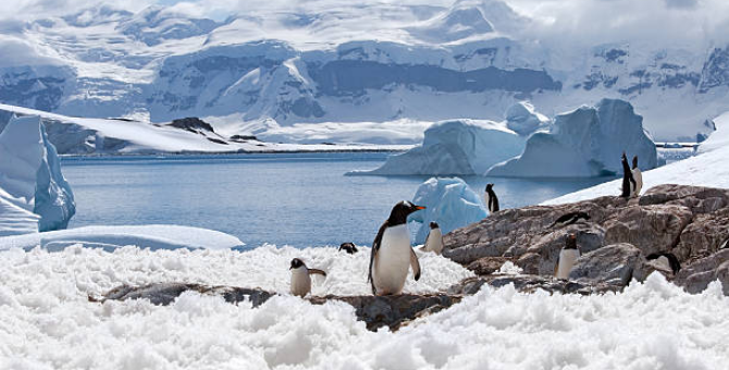 До конца столетия может погибнуть 97% животных на территории Антарктиды