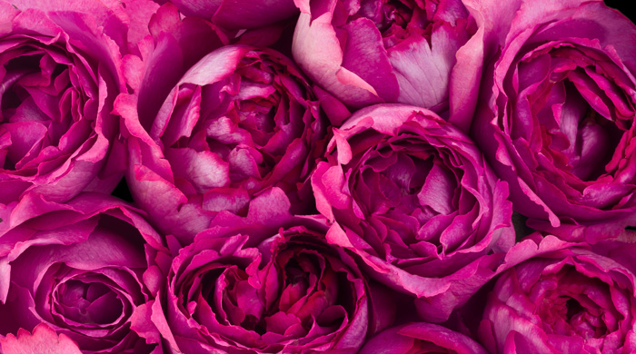 День розы: Piaget отметят праздник своего знакового цветка в ГУМе