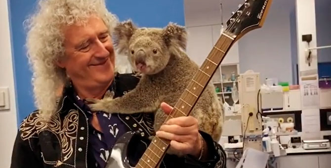 Гитарист Queen Брайан Мэй дал концерт для спасенной из пожара коалы