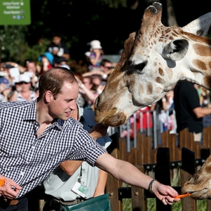 Кейт Миддлтон и принц Уильям в зоопарке Taronga Zoo