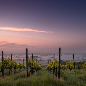 Винодел Филипп Магре — о моде на биодинамические вина, винтовых пробках и других тенденциях в мире вина