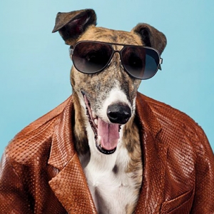 Собаки стали звездами рекламной кампании Trussardi