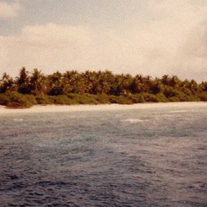 25 лет назад супружеская пара влюбилась в Мальдивы — и стала заботиться о местной природе