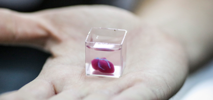 На 3D-принтере впервые напечатали живое сердце