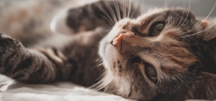 В 2021 году в России может появиться первая вакцина от аллергии на кошек