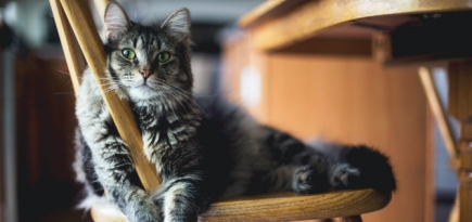 Британские ветеринары советуют не выпускать кошек из дома во время пандемии COVID-19