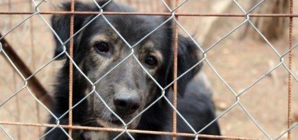 В Госдуме предложили разрешить убийство бездомных животных в приютах