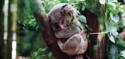 Власти Австралии могут признать коал исчезающим видом животных