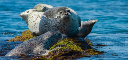 Kenzo, WWF и «ЛʼЭтуаль» запустили кампанию в защиту морских экосистем России