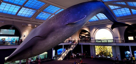 Американский музей естественной истории устроит вечеринку с ночевкой
