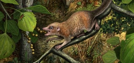 В США нашли останки древнейших приматов — им 66 млн лет