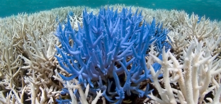 Pantone посвятила три новых цвета исчезающим видам кораллов
