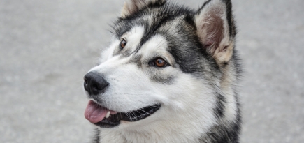 Собаки помогут пассажирам Домодедова снять стресс перед полетом