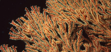 Коралловые рифы восстановят с помощью 3D-принтеров