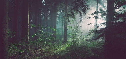 Появился сайт со звуками леса из разных уголков планеты