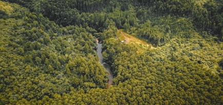В Бразилии тропические леса начали выделять углекислый газ