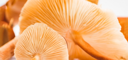 Как грибы используются в экологичной моде