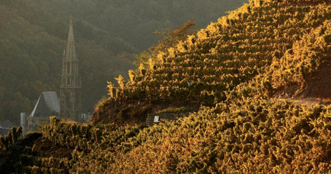 Эльзасская винная республика: эксперты Alianta Group рассказали о виноделии в самобытном регионе на востоке Франции