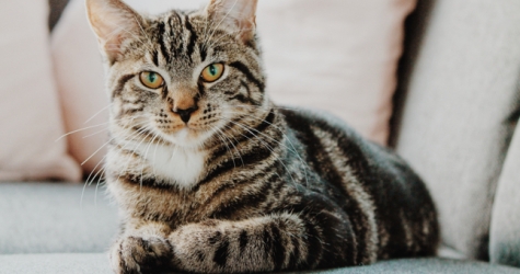 Ученые создали вакцину против аллергии на кошек