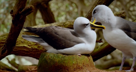 Пингвины и альбатросы стали героями нового клипа Джеймса Блейка «I'll Come Too»
