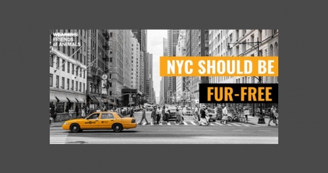 Нью-Йорк может узаконить запрет на продажу натурального меха