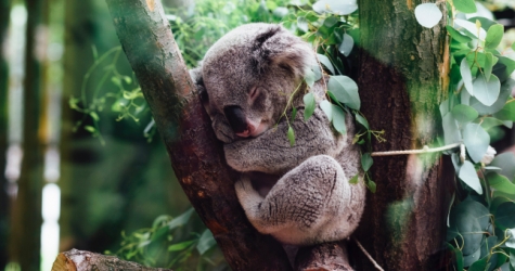 Власти Австралии могут признать коал исчезающим видом животных