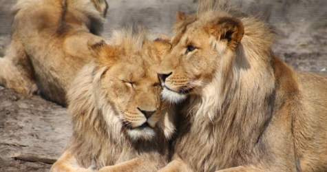 Житель Судана запустил в соцсетях кампанию по спасению львов из местного зоопарка