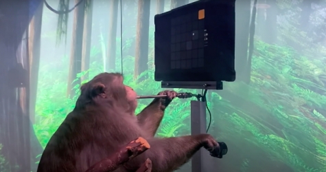 Стартап Илона Маска показал видео с обезьяной, которая играет силой мысли в видеоигры