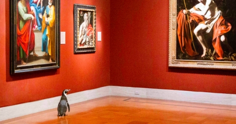 Пингвины из зоопарка Канзас-Сити побывали на экскурсии в музее искусств
